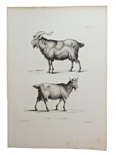 Histoire naturelle. Gravure sur cuivre de Huet XVIIIe.Le Bouc, la Ch&egrave;vre. 