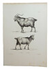 Histoire naturelle. Gravure sur cuivre de Huet XVIIIe.Le Bouc, la Chèvre. 