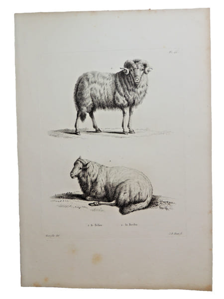 Histoire naturelle. Gravure sur cuivre de Huet XVIIIe.Le B&eacute;lier, la Brebis. 
