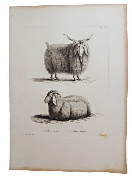 Histoire naturelle. Gravure sur cuivre de Huet XVIIIe.Le Bouc Angora, la ch&egrave;vre angora. 