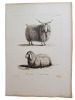 Histoire naturelle. Gravure sur cuivre de Huet XVIIIe.Le Bouc Angora, la chèvre angora. 