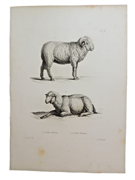 Histoire naturelle. Gravure sur cuivre de Huet XVIIIe.Le B&eacute;lier M&eacute;rinos, la Brebis m&eacute;rinos. 