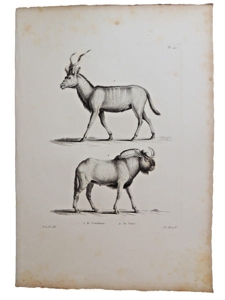 Histoire naturelle. Gravure sur cuivre de Huet XVIIIe.Le Condoma, le Gnou. 