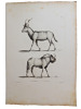 Histoire naturelle. Gravure sur cuivre de Huet XVIIIe.Le Condoma, le Gnou. 