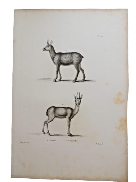 Histoire naturelle. Gravure sur cuivre de Huet XVIIIe.Le Chamois, la Gazelle. 