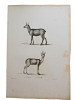 Histoire naturelle. Gravure sur cuivre de Huet XVIIIe.Le Chamois, la Gazelle. 