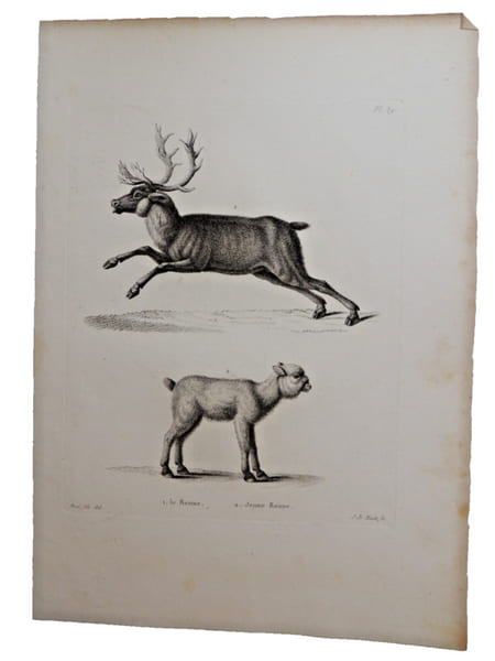Histoire naturelle. Gravure sur cuivre de Huet XVIIIe.Le Renne, le jeune Renne. 
