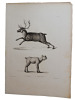 Histoire naturelle. Gravure sur cuivre de Huet XVIIIe.Le Renne, le jeune Renne. 