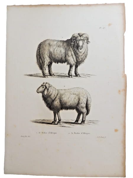 Histoire naturelle. Gravure sur cuivre de Huet XVIIIe.Le B&eacute;lier et la Brebis d'Afrique. 