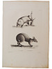 Histoire naturelle. Gravure sur cuivre de Huet XVIIIe.La Sarigue, le Kanguroo. 