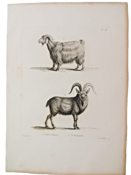 Histoire naturelle. Gravure sur cuivre de Huet XVIIIe.La Ch&egrave;vre d'Egypte et le Bouquetain. 