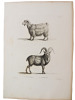 Histoire naturelle. Gravure sur cuivre de Huet XVIIIe.La Chèvre d'Egypte et le Bouquetain. 
