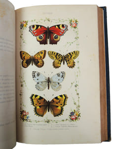 Nouvelle chasse aux papillons. 12 planches coloriées 1858