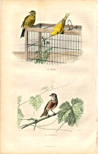 Gravure Buffon " Les oiseaux ". Le Serin - La Linotte