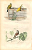 Gravure Buffon " Les oiseaux ". Le Serin - La Linotte . Buffon et Cuvier