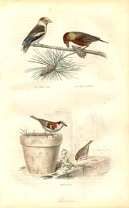 Gravure Buffon " Les oiseaux ". Le gros bec, le bec croisé - Moineaux