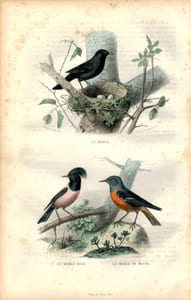 Gravure Buffon " Les oiseaux ". Le Merle, le Merle rose, le Merle de roche