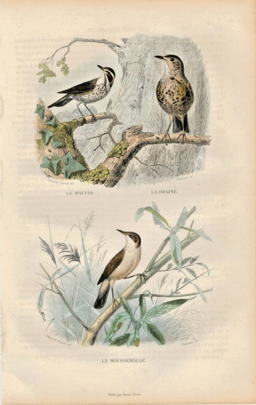 Gravure Buffon " Les oiseaux ". Le Mauvis, la Draine, la Rousserolle . Buffon et Cuvier