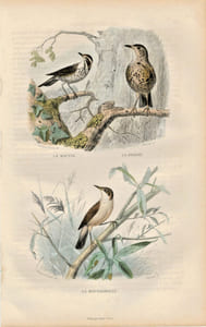Gravure Buffon " Les oiseaux ". Le Mauvis, la Draine, la Rousserolle