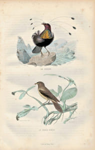 Gravure Buffon " Les oiseaux ". Le Sifilet, le Pique-boeuf