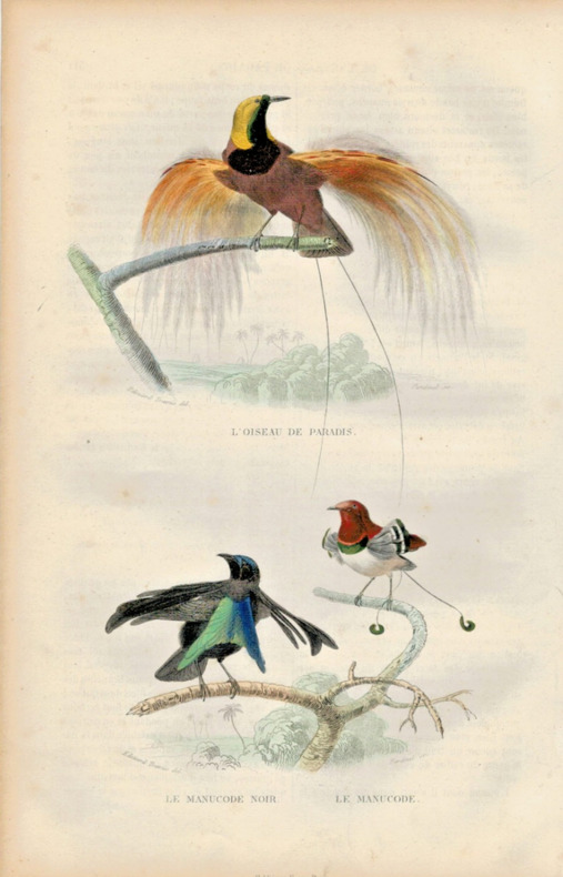 Gravure Buffon " Les oiseaux ". L'Oiseau de paradis, le Manucode noir, le Manucode. Buffon et Cuvier