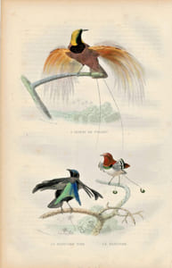 Gravure Buffon " Les oiseaux ". L'Oiseau de paradis, le Manucode noir, le Manucode