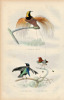 Gravure Buffon " Les oiseaux ". L'Oiseau de paradis, le Manucode noir, le Manucode. Buffon et Cuvier