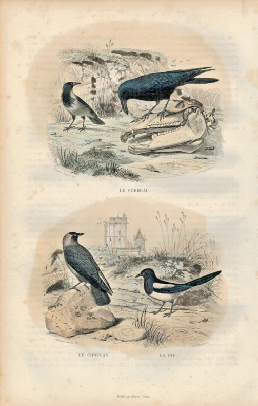 Gravure Buffon " Les oiseaux ". Le Corbeau, le Choucas, la Pie. Buffon et Cuvier