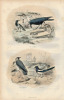 Gravure Buffon " Les oiseaux ". Le Corbeau, le Choucas, la Pie. Buffon et Cuvier