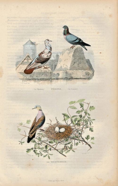 Gravure Buffon " Les oiseaux ". Pigeon, Tourterelle. Buffon et Cuvier