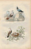 Gravure Buffon " Les oiseaux ". Pigeon, Tourterelle. Buffon et Cuvier