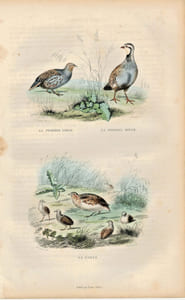 Gravure Buffon " Les oiseaux ". La Perdrix grise, la Perdrix rouge, la Caille