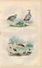 Gravure Buffon " Les oiseaux ". La Perdrix grise, la Perdrix rouge, la Caille. Buffon et Cuvier