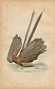 Gravure Buffon " Les oiseaux ". L'Argus