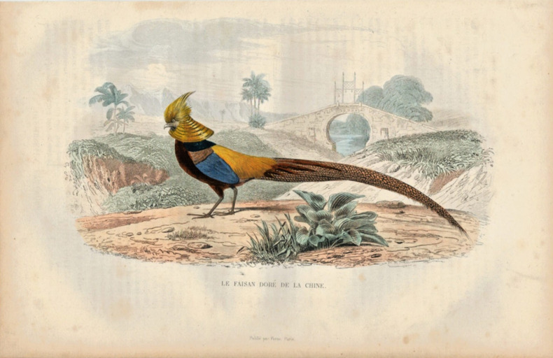 Gravure Buffon " Les oiseaux ". Le faisan dor&eacute; de la Chine. Buffon et Cuvier