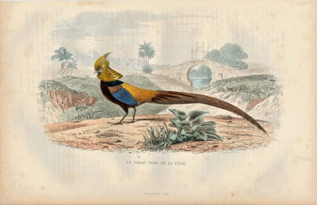 Gravure Buffon " Les oiseaux ". Le faisan doré de la Chine