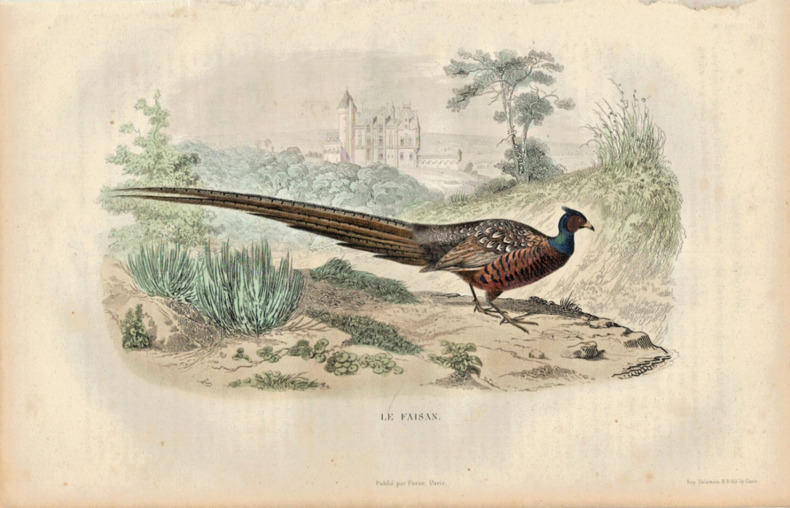 Gravure Buffon " Les oiseaux ". Le faisan . Buffon et Cuvier