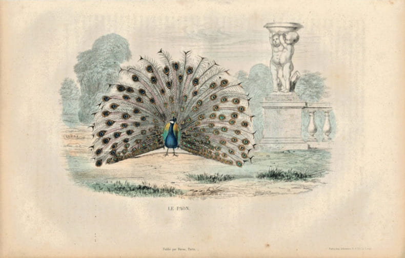 Gravure Buffon " Les oiseaux ". Le Paon . Buffon et Cuvier
