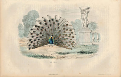 Gravure Buffon " Les oiseaux ". Le Paon