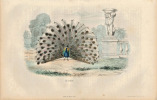 Gravure Buffon " Les oiseaux ". Le Paon . Buffon et Cuvier