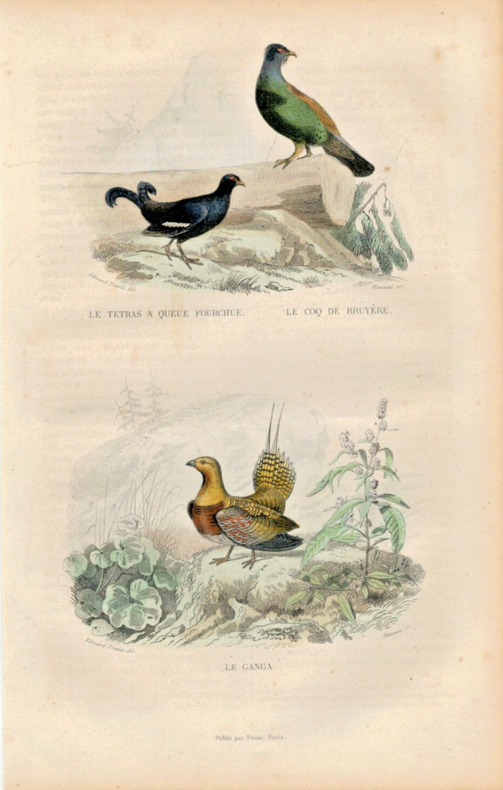 Gravure Buffon " Les oiseaux ". Le Tetras &agrave; queue fourchue, le Coq de bruy&egrave;re, le Ganga . Buffon et Cuvier
