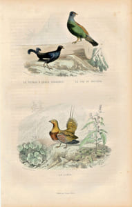 Gravure Buffon " Les oiseaux ". Le Tetras à queue fourchue, le Coq de bruyère, le Ganga