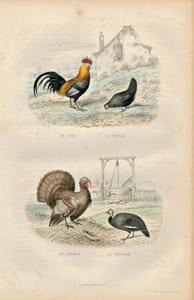 Gravure Buffon " Les oiseaux ". Le Coq, la Poule, le Dindon, la Pintade
