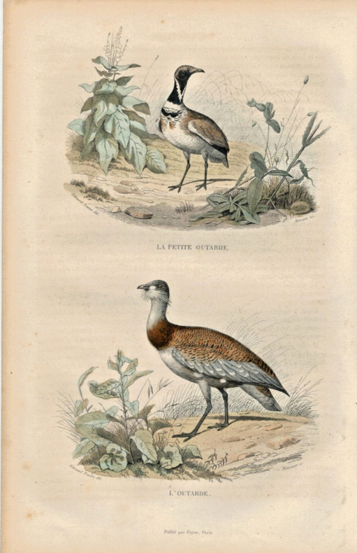 Gravure Buffon " Les oiseaux ". La petite Outarde, l'Outarde. Buffon et Cuvier