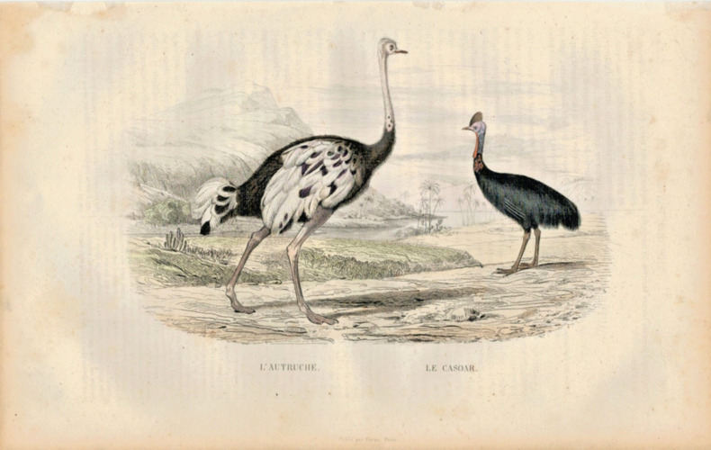 Gravure Buffon " Les oiseaux ". L'Autruche, le Casoar. Buffon et Cuvier