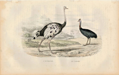 Gravure Buffon " Les oiseaux ". L'Autruche, le Casoar