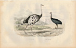 Gravure Buffon " Les oiseaux ". L'Autruche, le Casoar. Buffon et Cuvier