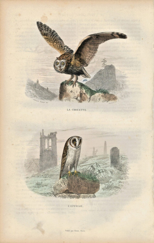 Gravure Buffon " Les oiseaux ". La Chouette, l'Effraie. Buffon et Cuvier