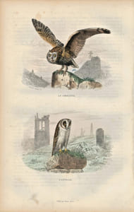 Gravure Buffon " Les oiseaux ". La Chouette, l'Effraie