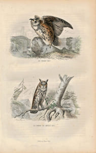 Gravure Buffon " Les oiseaux ". Le Grand Duc, le Hibou ou moyen Duc